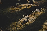 Morning light filtering through moss-covered logs with mushroom caps glistening in dew.