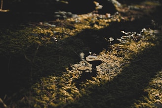 Morning light filtering through moss-covered logs with mushroom caps glistening in dew.