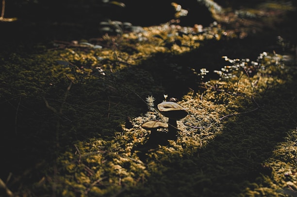 A serene forest floor scene showing moss, tiny mushrooms, and soft sunlight.