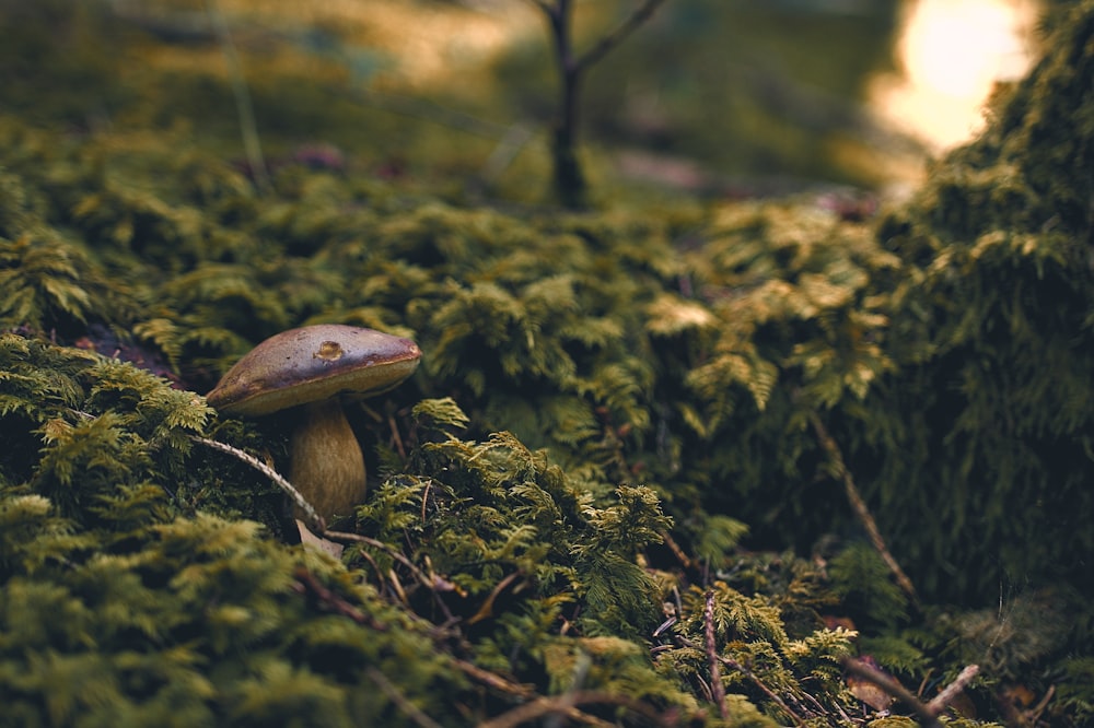 brown mushroom on green grass during daytime