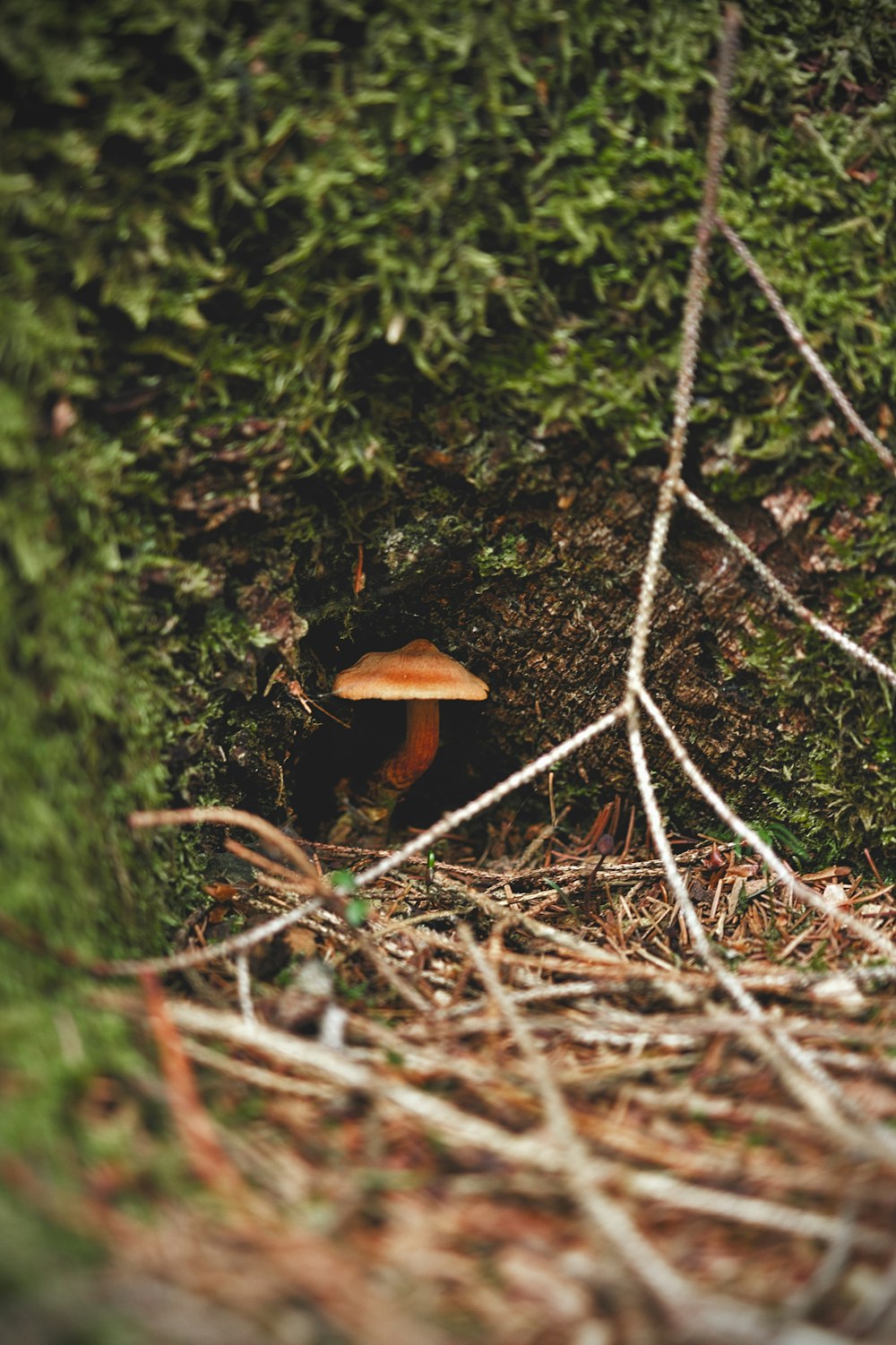 brown mushroom on green moss