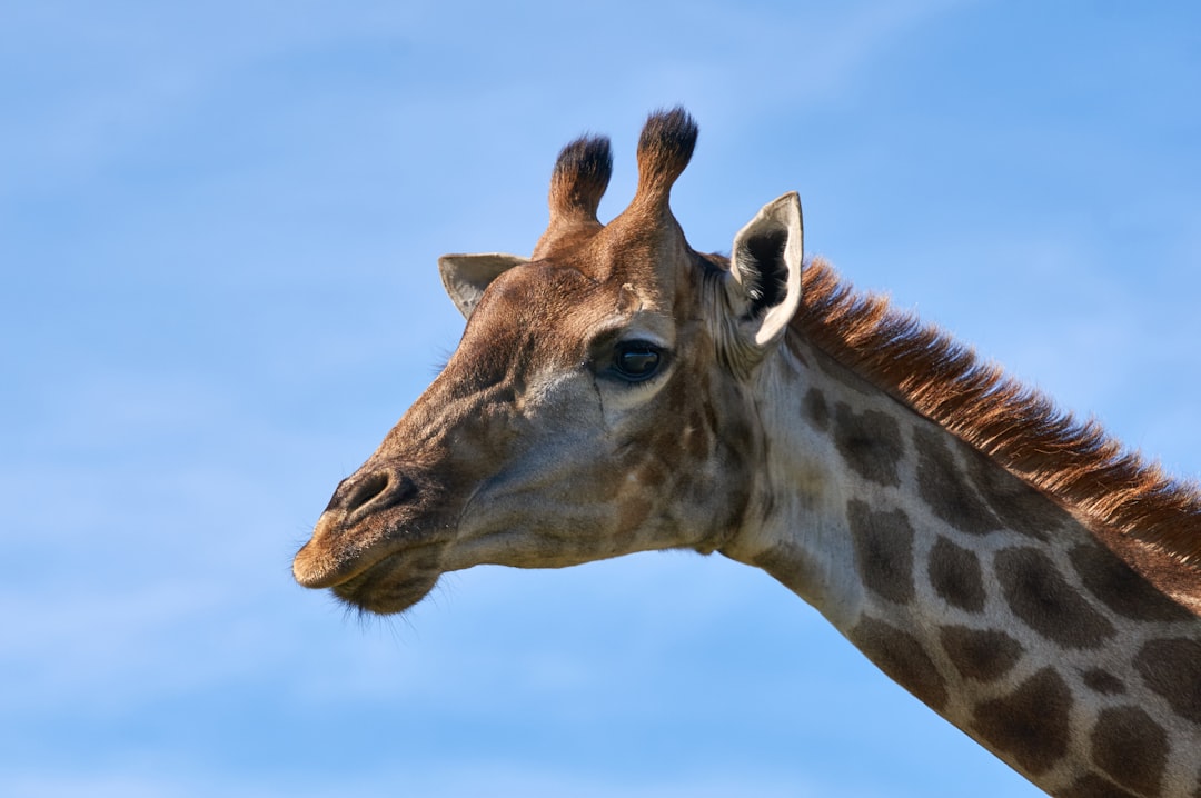 giraffe head in close up photography