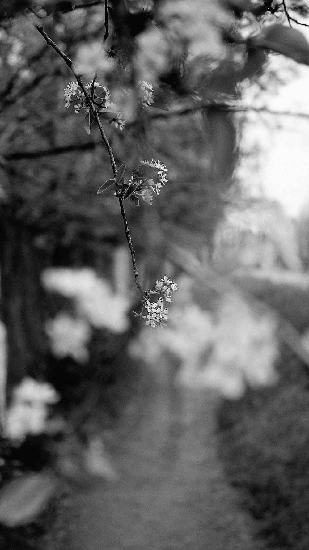 grayscale photo of flower in bloom