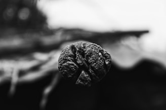 The image features a close-up shot of a textured, rough, and possibly organic object in the center, with a blurred background that adds depth to the photo.