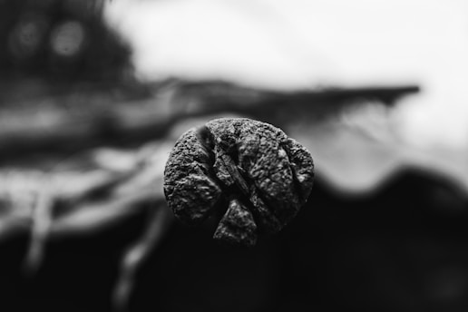 The image features a close-up shot of a textured, rough, and possibly organic object in the center, with a blurred background that adds depth to the photo.