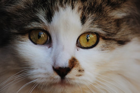 white and brown tabby cat in Chimbarongo Chile