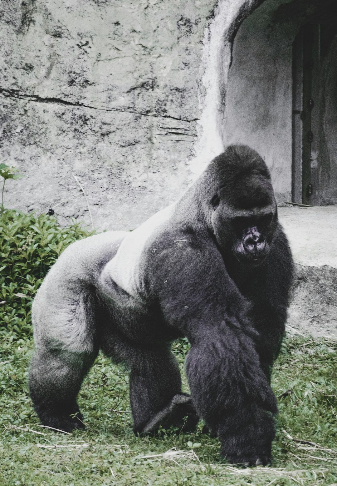  black gorilla sitting on ground gorilla
