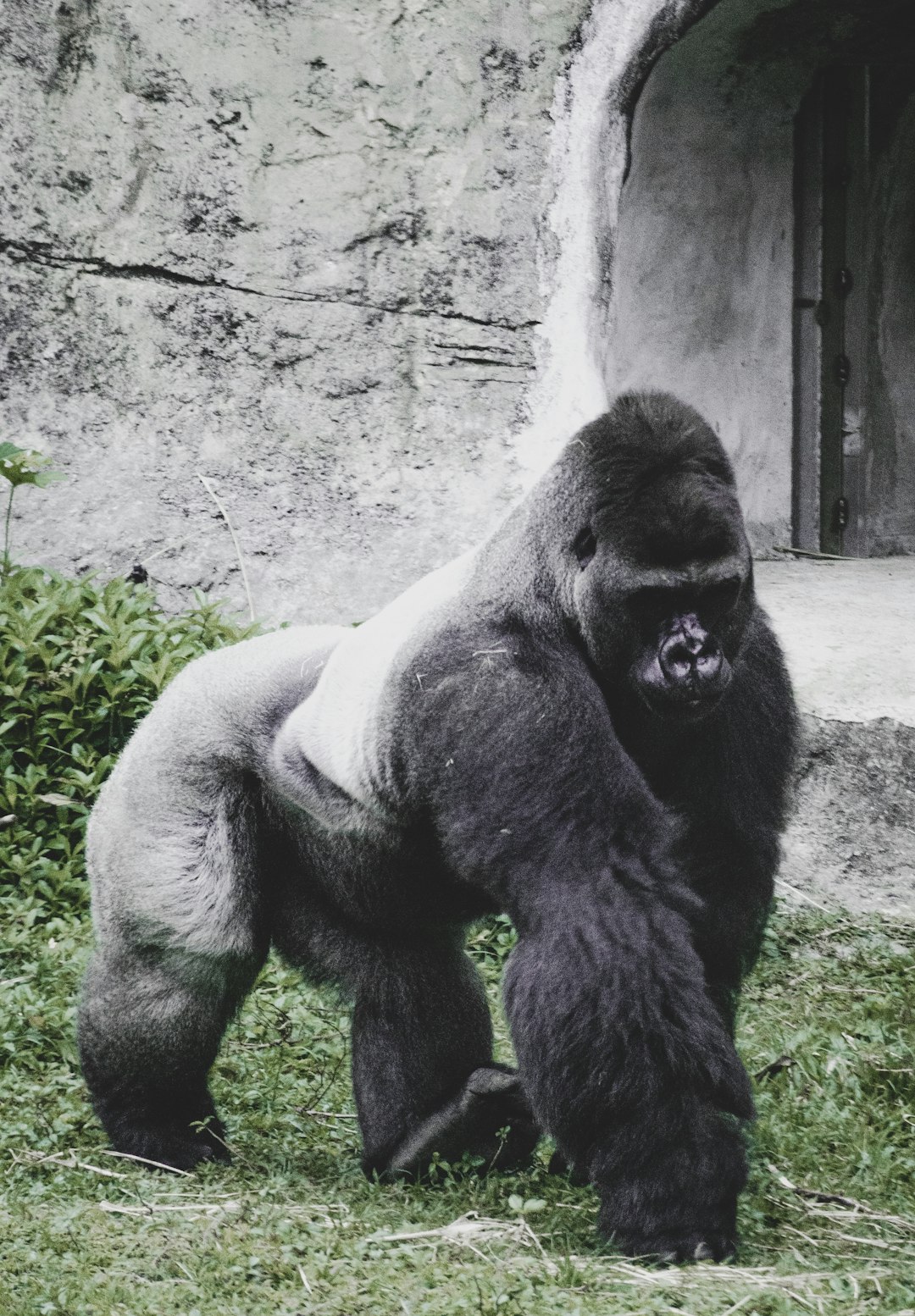 gorilla