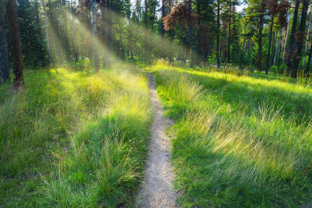 green grass field and trees during daytime