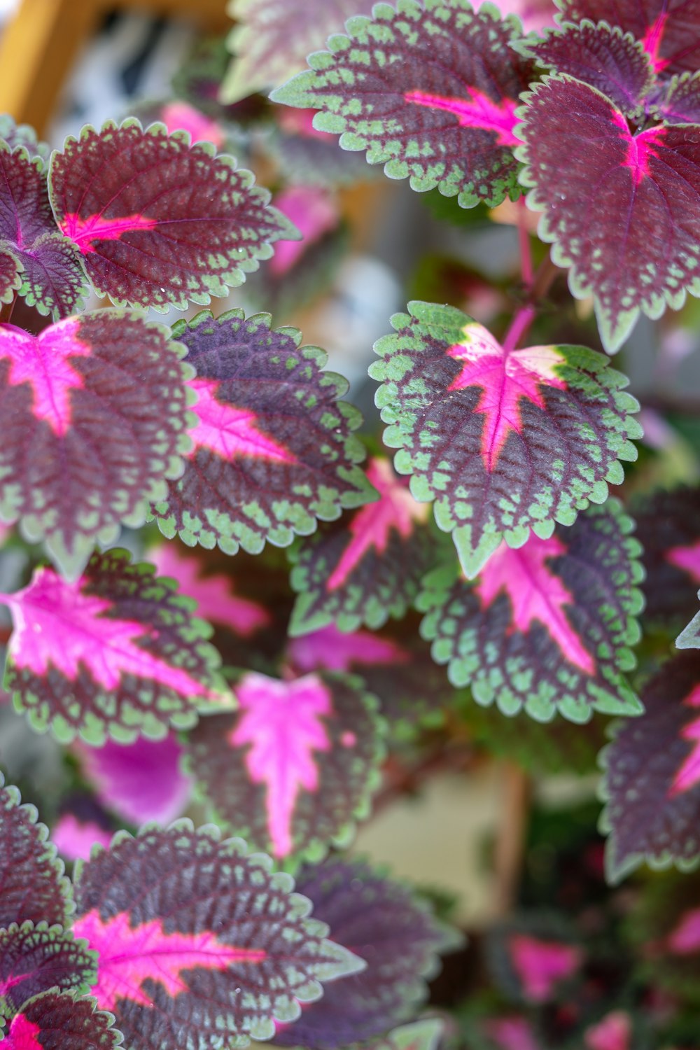 purple flower in macro shot