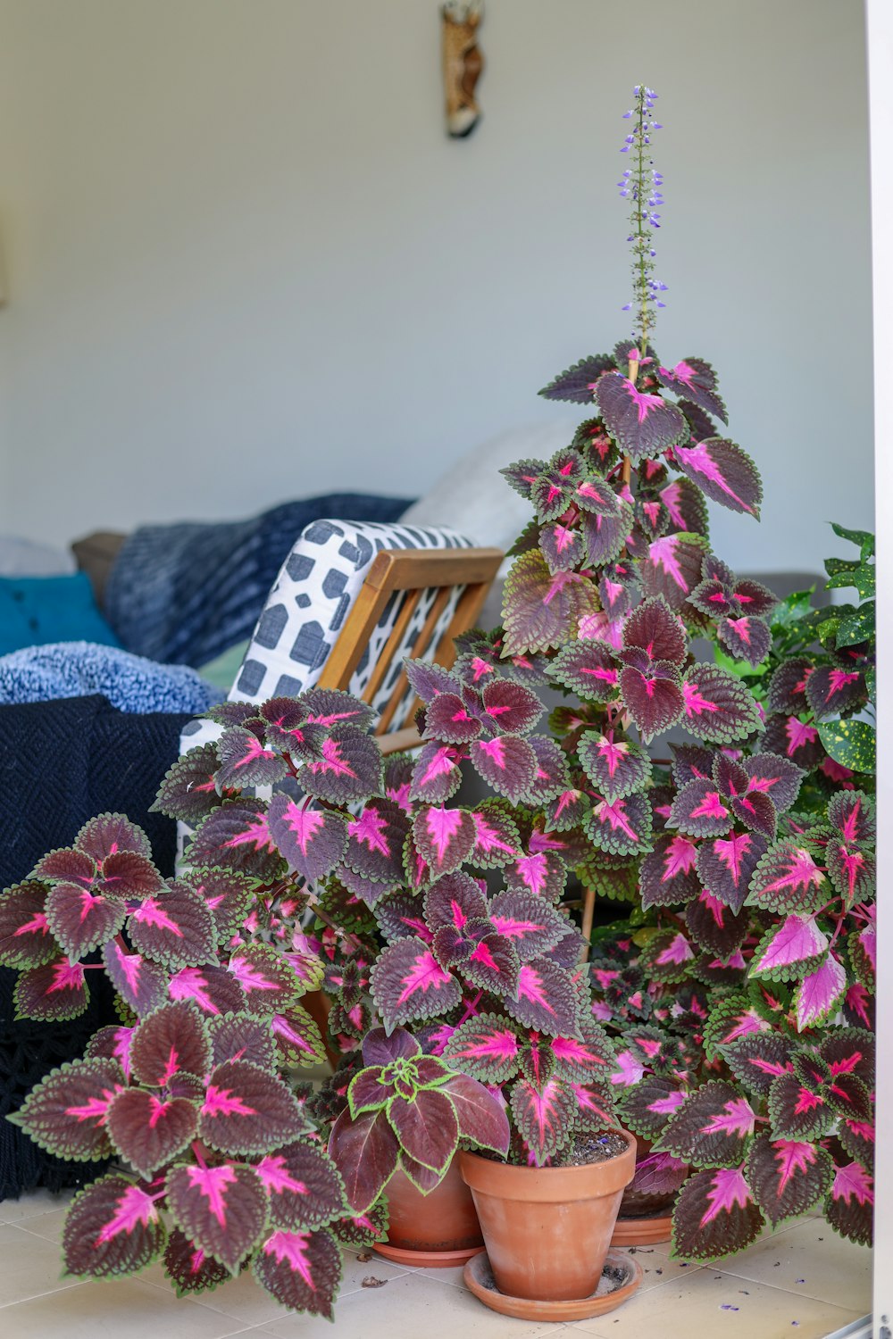 pink and green flower plant