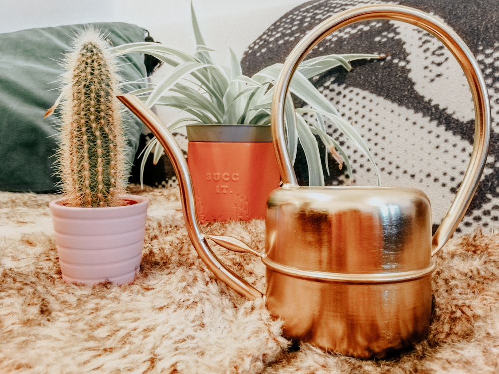 green cactus plant beside brown wooden pot