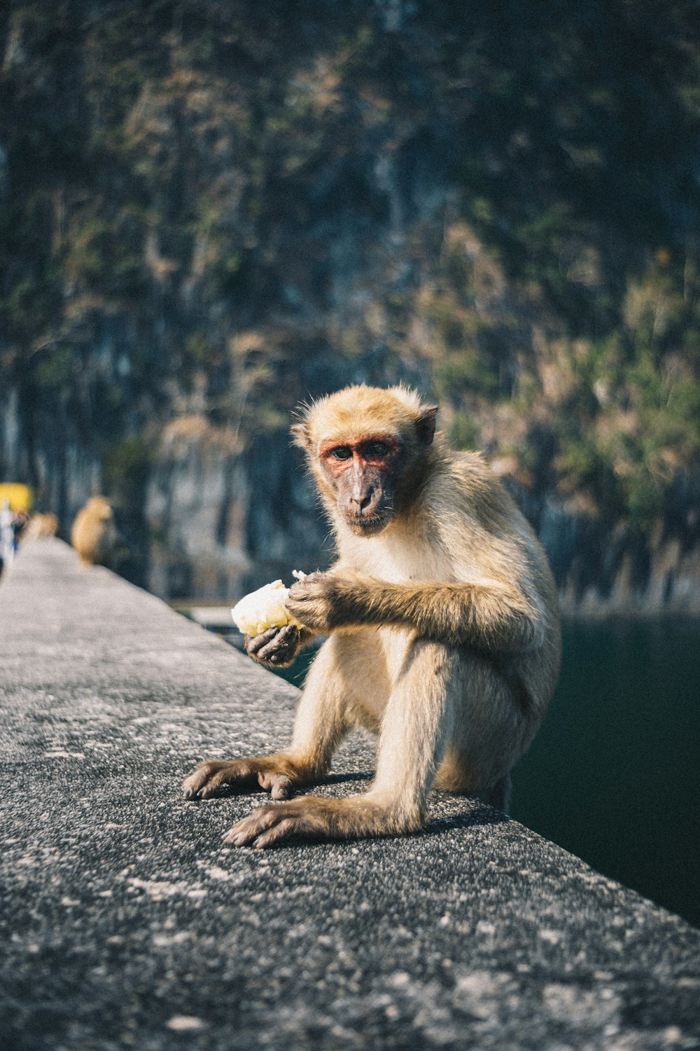 낮 동안 회색 콘크리트 포장에 앉아 있는 갈색 원숭이