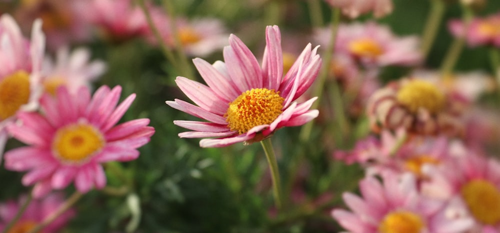 purple flower in tilt shift lens