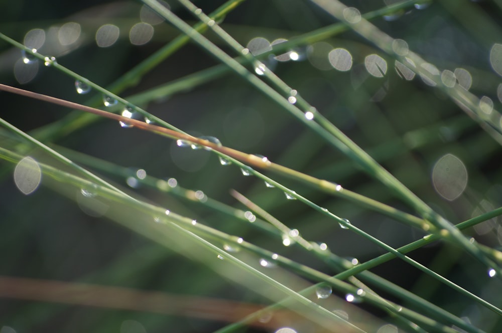 water droplets on green grass