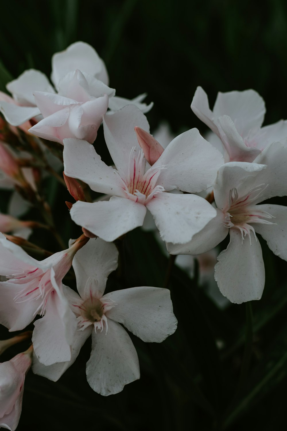 white and pink flowers in tilt shift lens