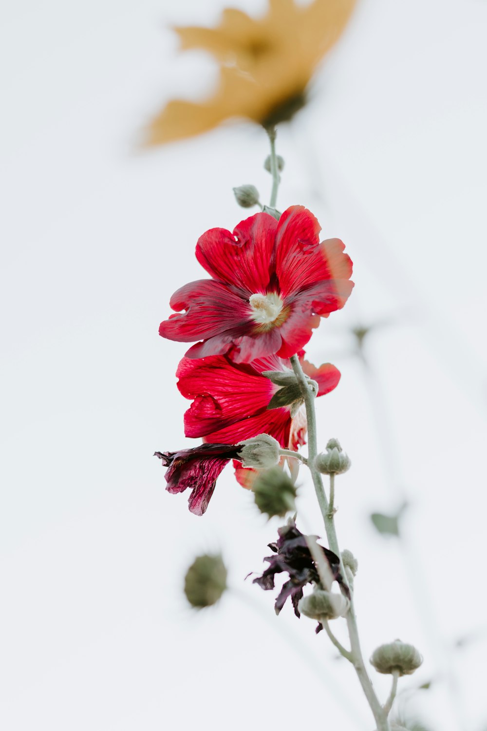 red flower in tilt shift lens