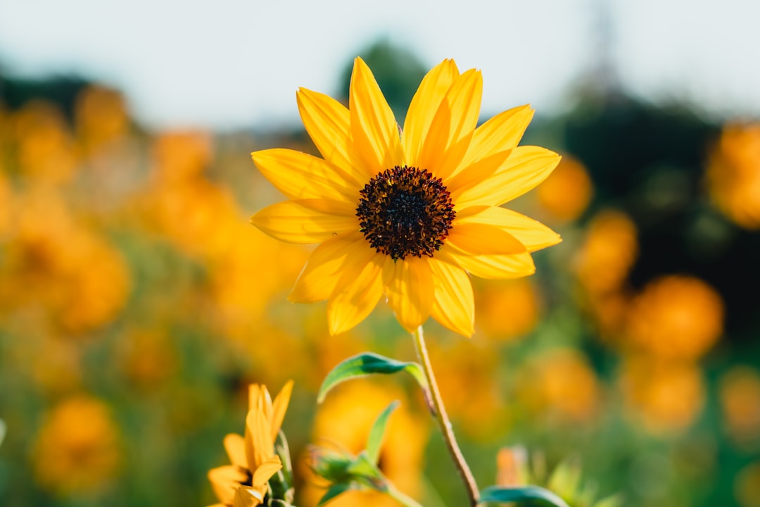 yellow sunflower in tilt shift lens