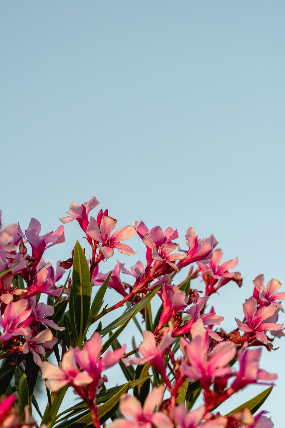 pink flowers with green leaves