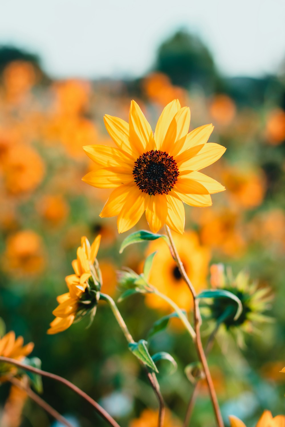 yellow sunflower in tilt shift lens