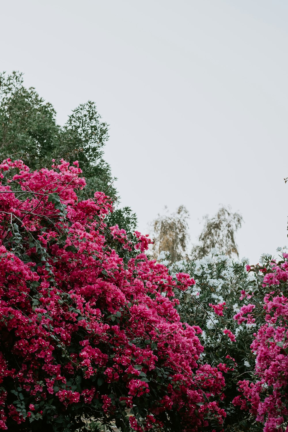 pink flowers with green leaves