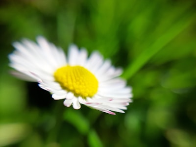 A close-up of a daisy flower with soft petals and a bright yellow center.