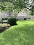 Soft olive green image of a well-maintained garden with trimmed bushes.