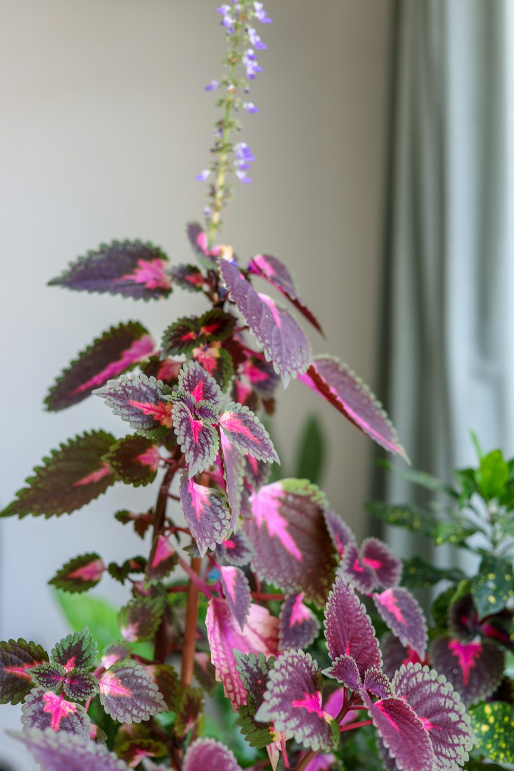 a plant with pink and purple flowers in a pot