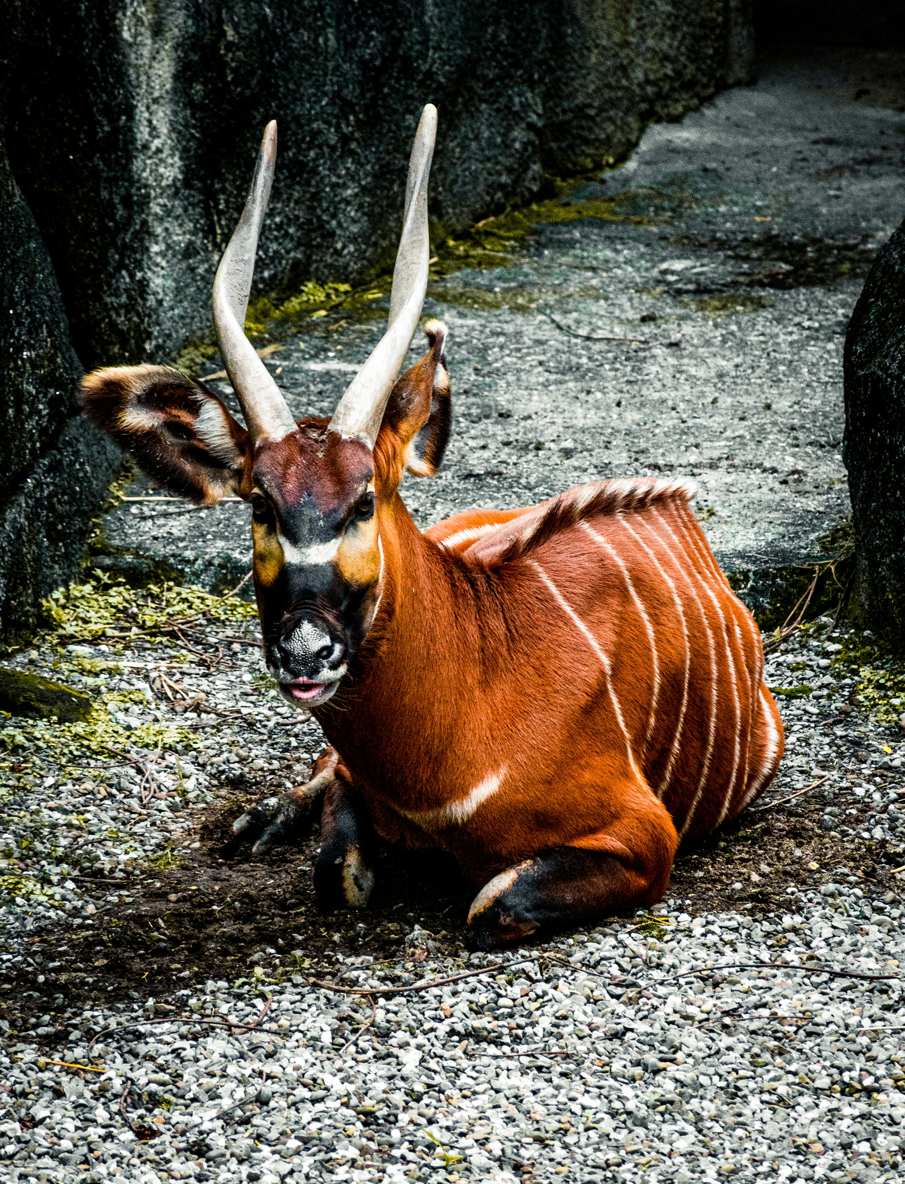 昼間の緑の芝生の上の茶色と白の動物の写真 Unsplashの無料茶色写真