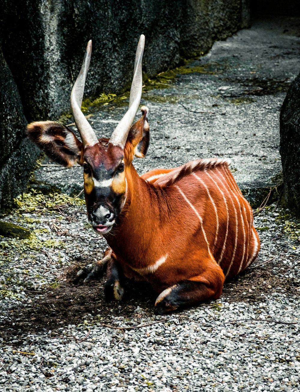 brown and white animal on green grass during daytime