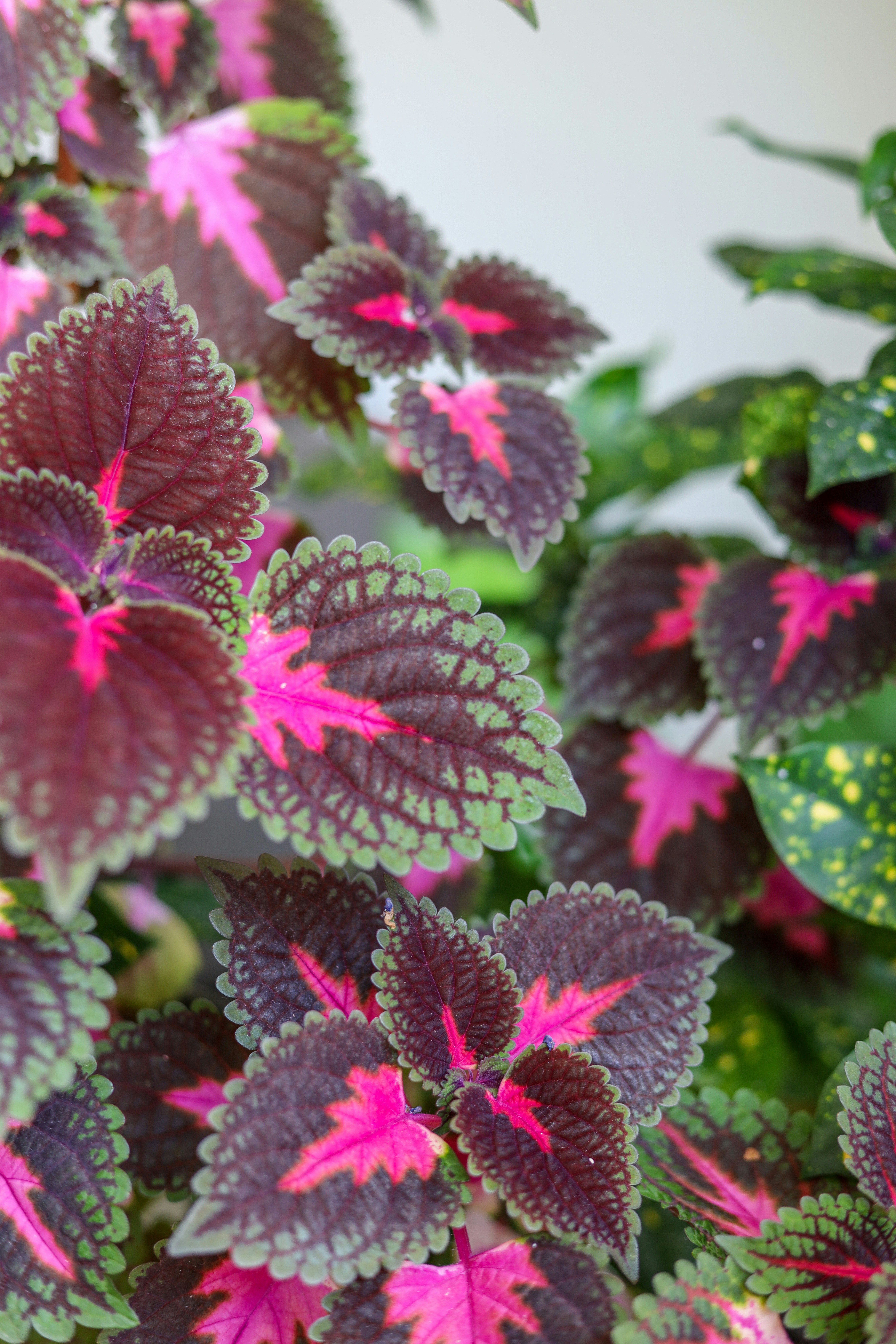 purple flower in tilt shift lens