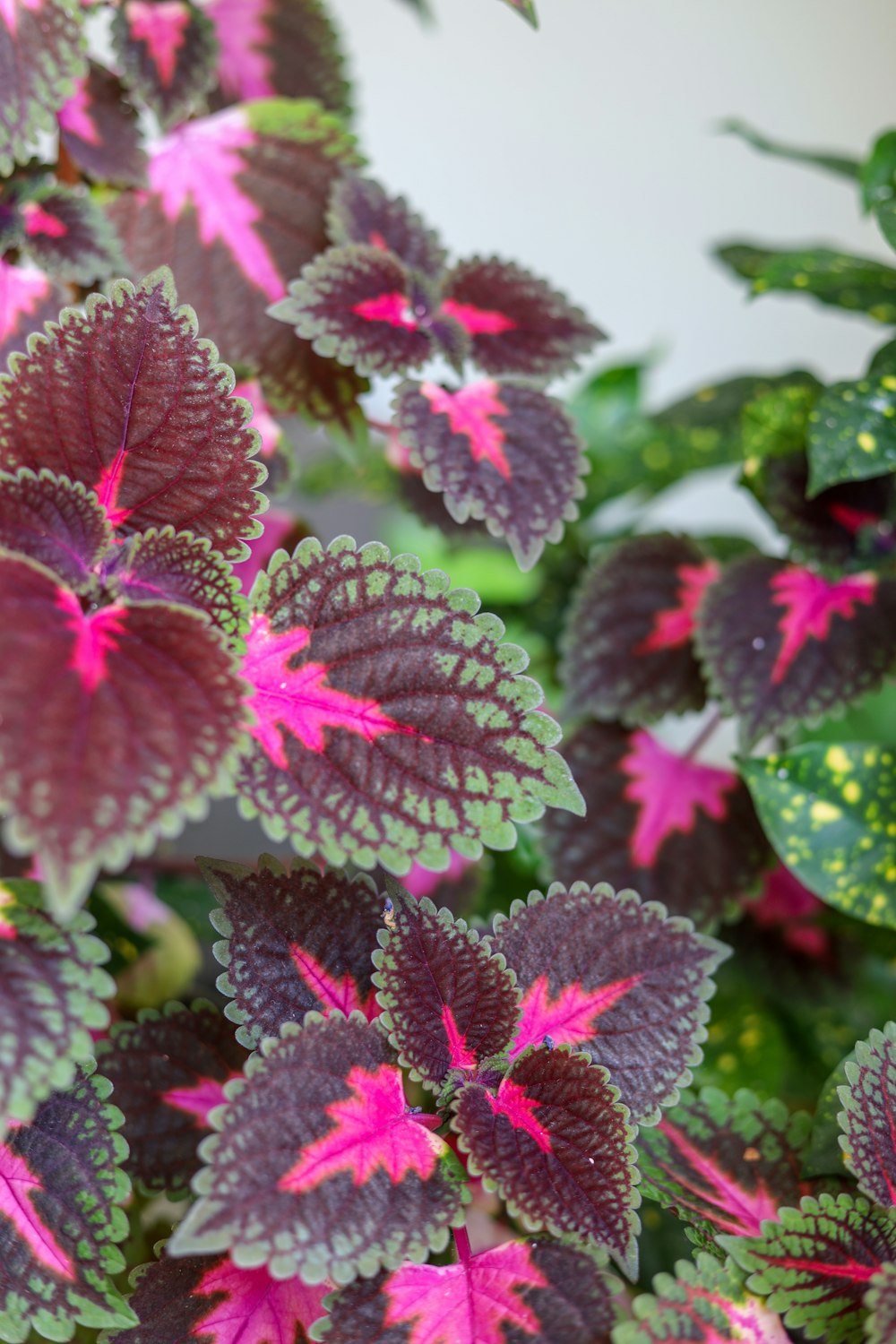 purple flower in tilt shift lens