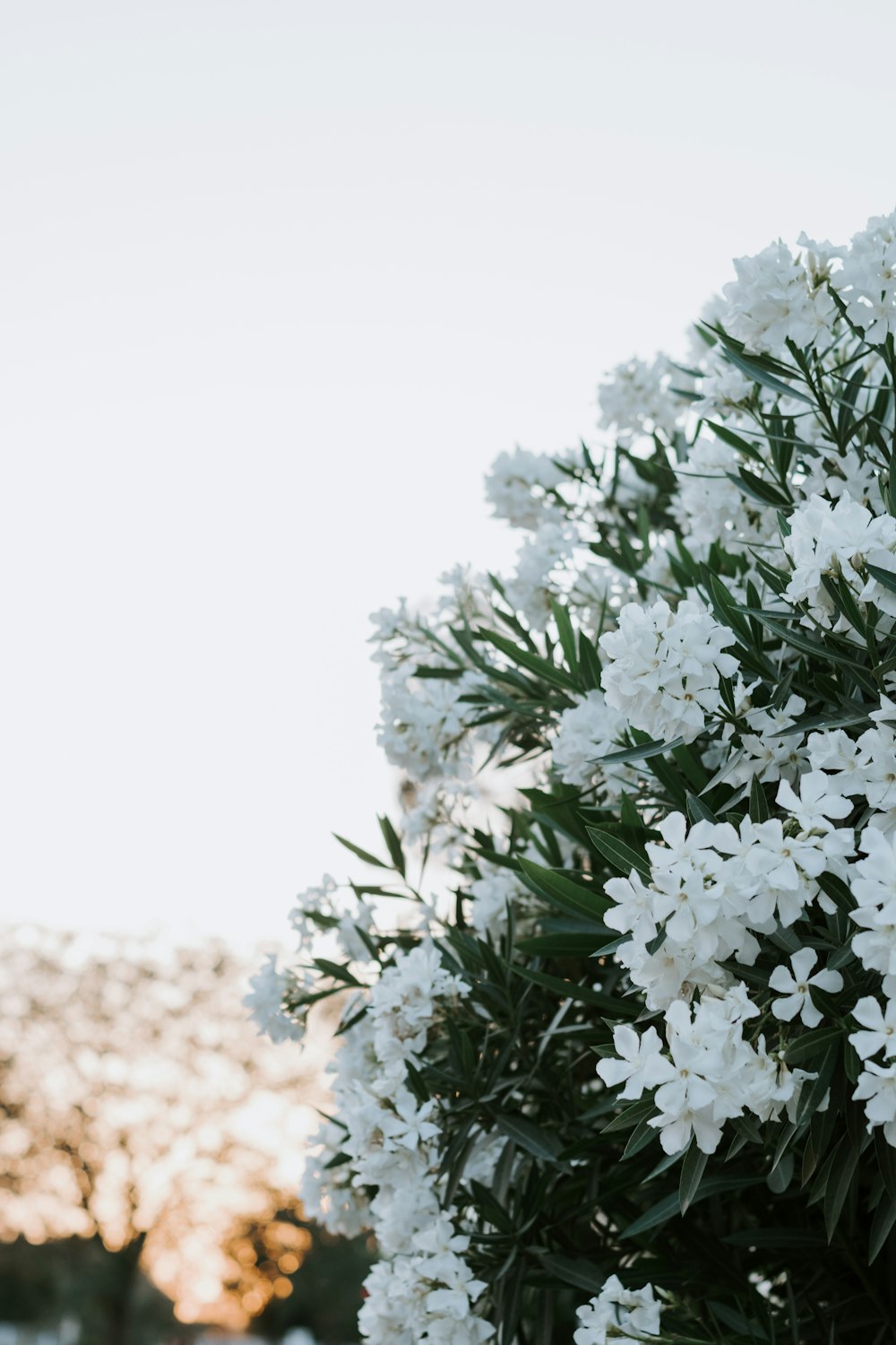 white flowers with green leaves