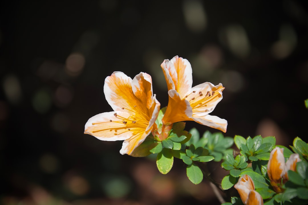 yellow and orange flower in tilt shift lens