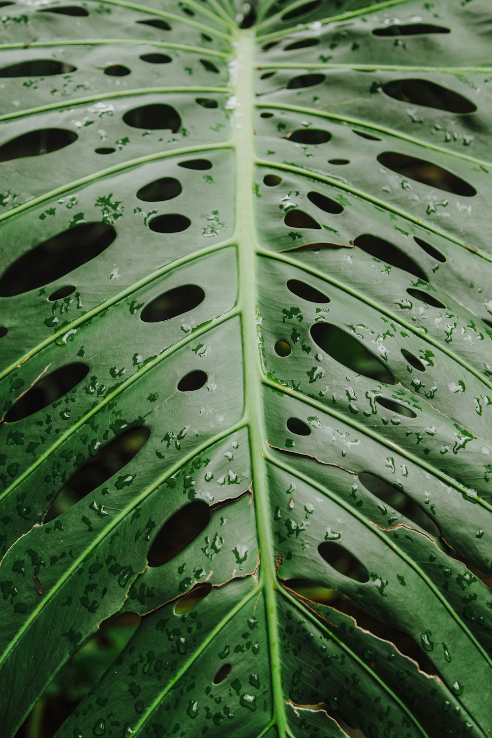 water droplets on green leaves