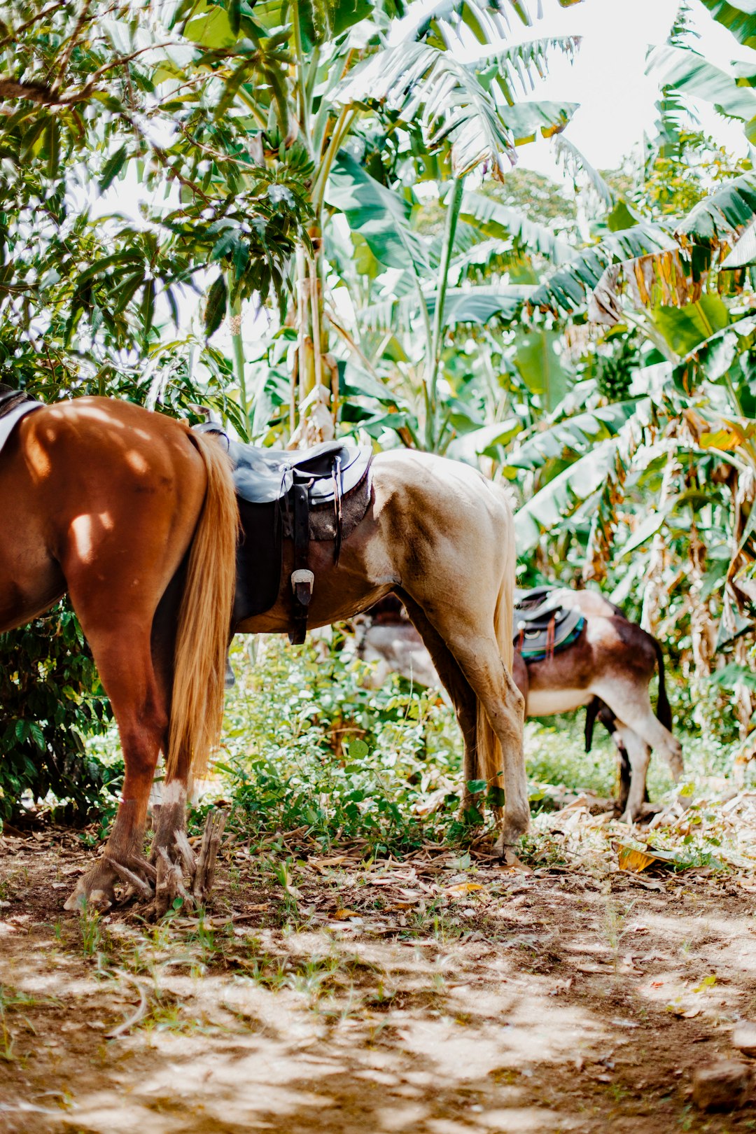 brown horse on brown soil