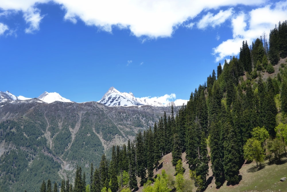 green pine trees near snow covered mountain under blue sky during daytime