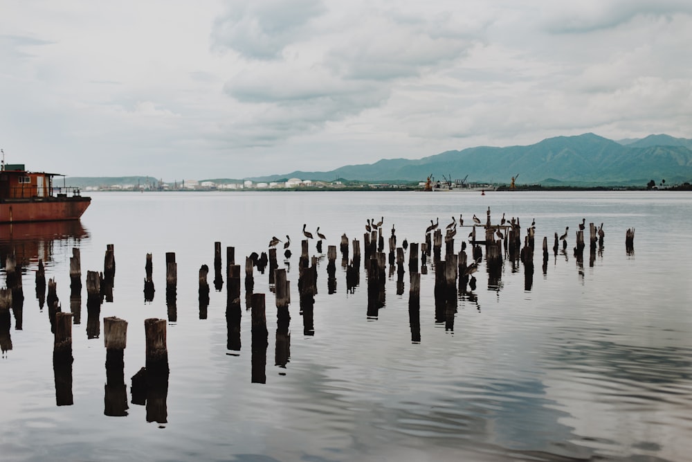 brown wooden poles on body of water during daytime