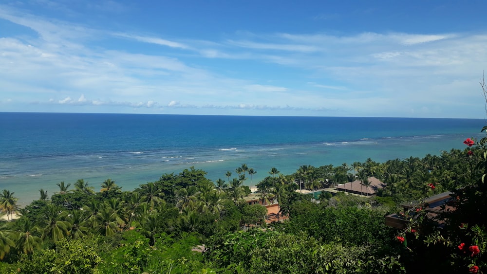 green trees near body of water during daytime