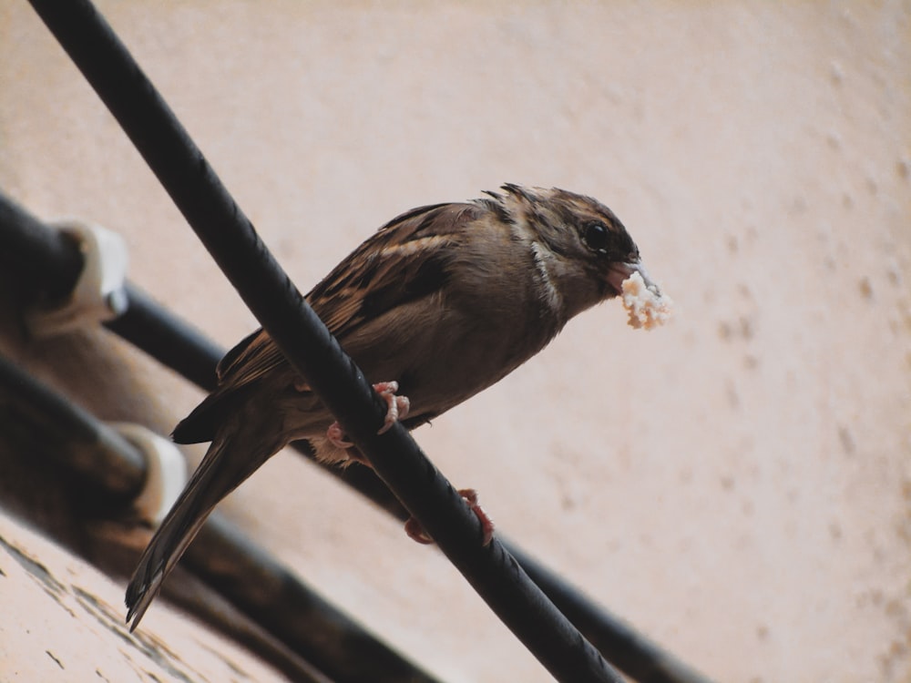 brown bird on black metal bar during daytime