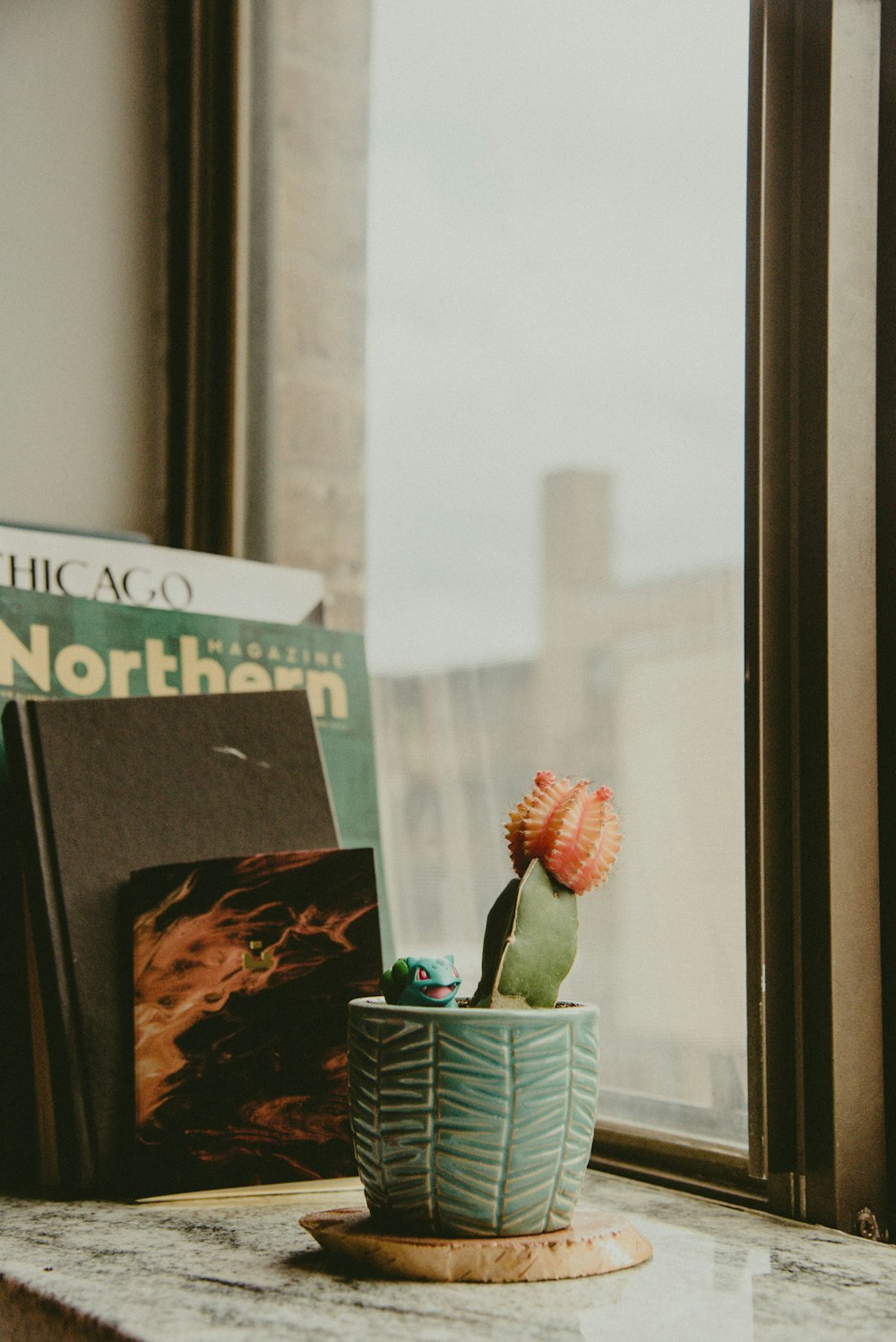 green potted plant on window