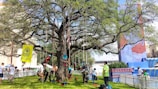 A large tree stands in the foreground with numerous ropes hanging from its branches, where several people are climbing while wearing helmets and harnesses. A group of onlookers, including organizers and participants, gather around the tree. There is a yellow banner with tree climbing information, and a colorful mural is visible on a nearby building. The setting appears to be outdoors in a grassy area enclosed by a white picket fence.