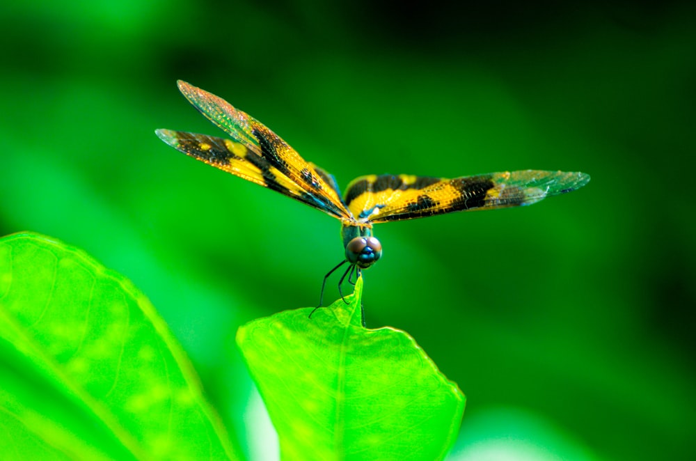 yellow and black dragonfly perched on green leaf in close up photography during daytime
