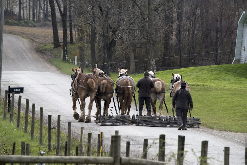 people riding horses on road during daytime