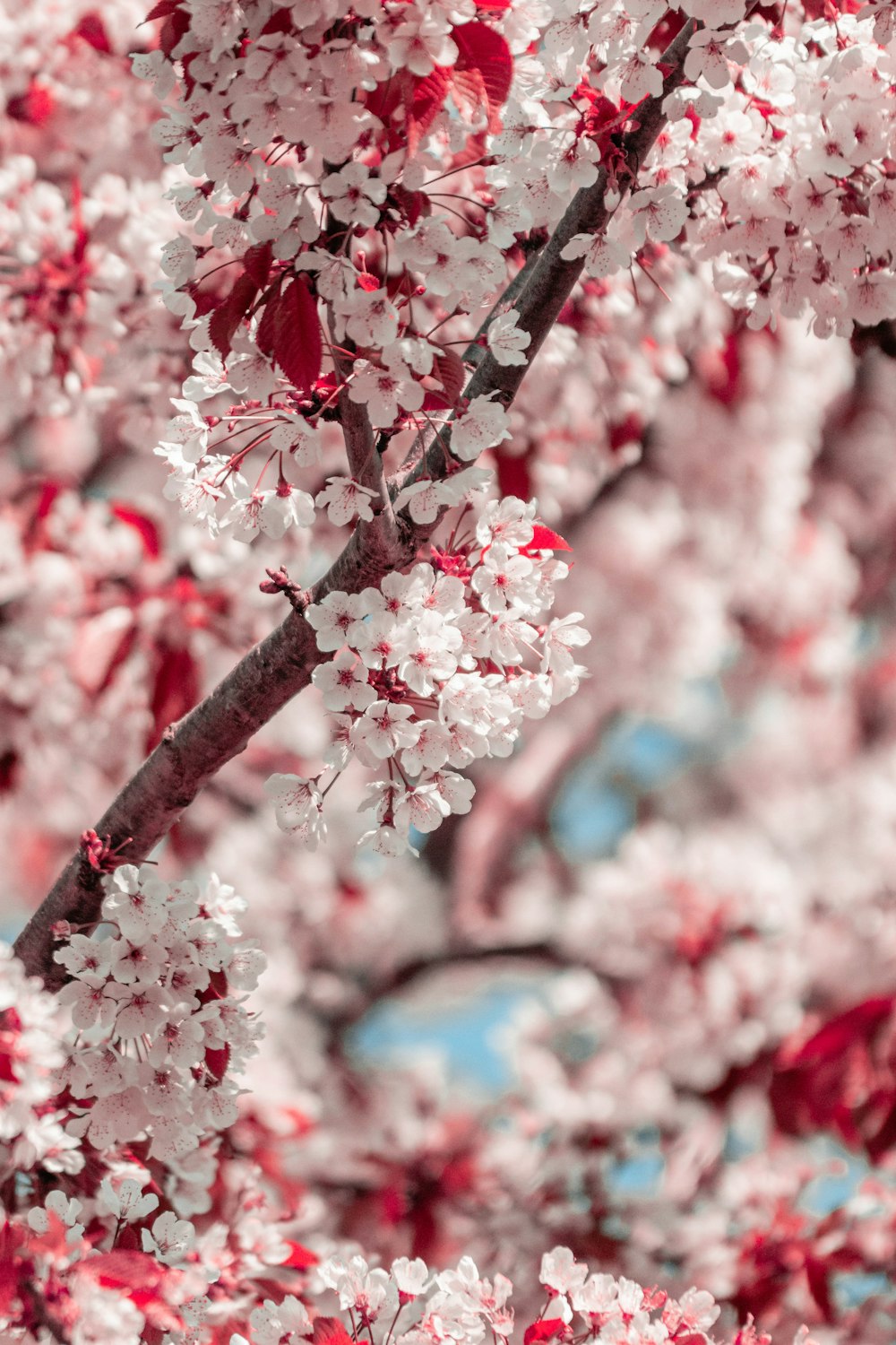 pink cherry blossom in close up photography