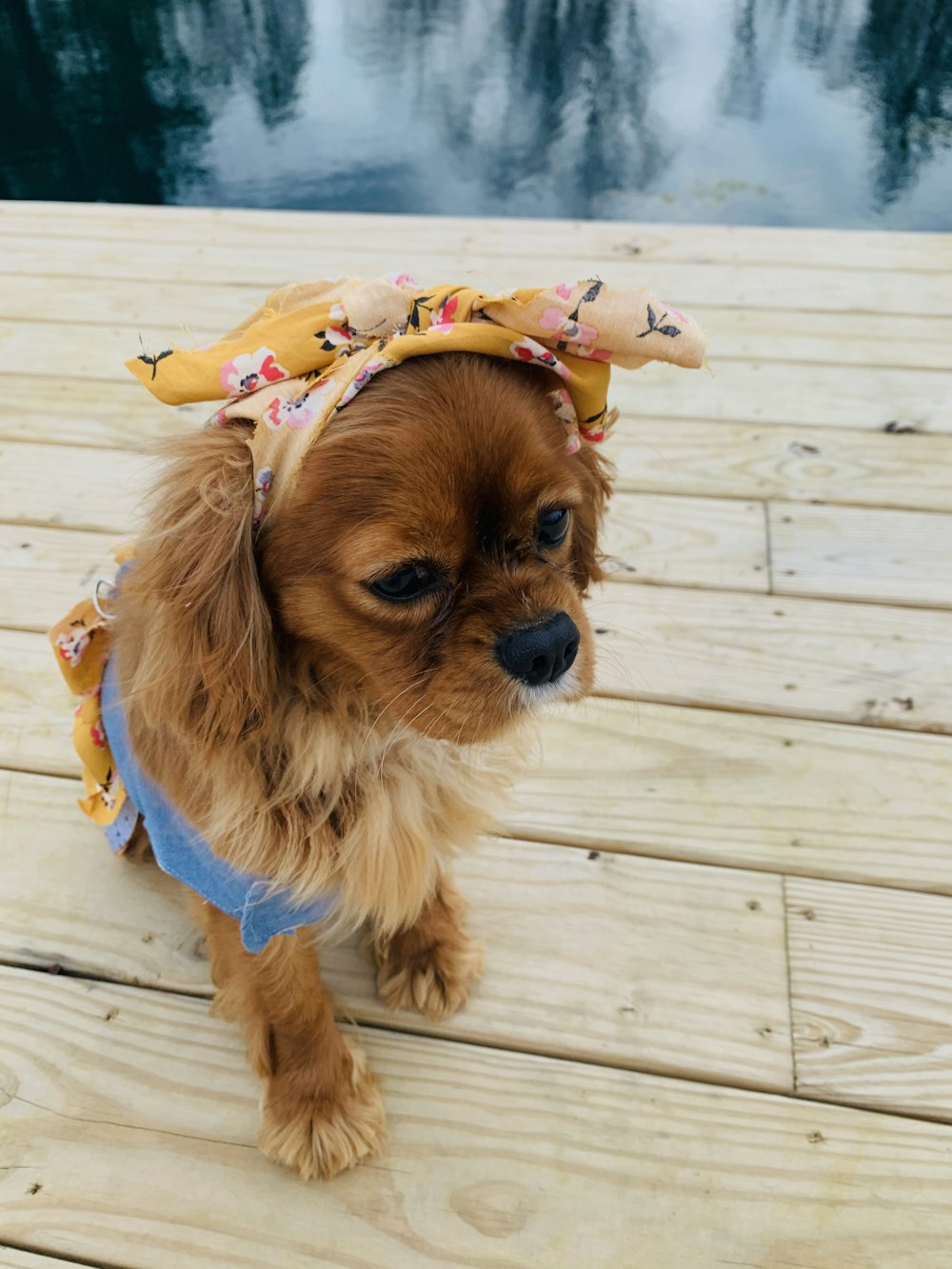 brown long coated small dog with yellow blue and white floral headdress