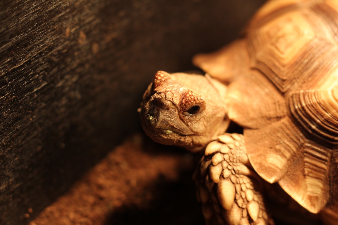brown turtle on brown rock,