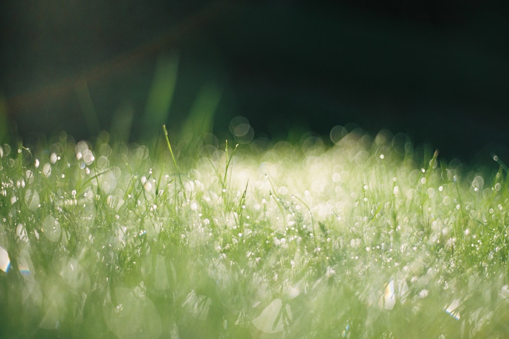 水滴のある緑の芝生