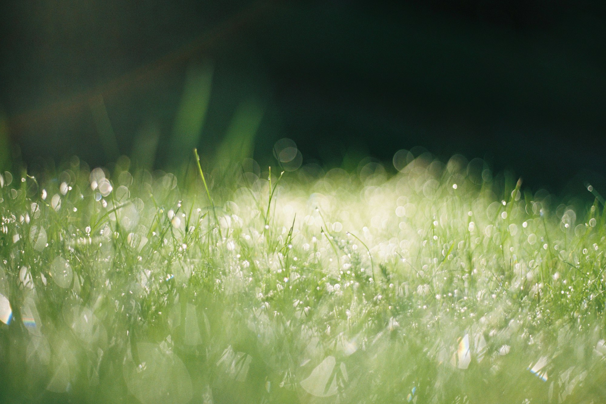 Dew drops glistening on wet green Spring grass lawn. Shot on film.