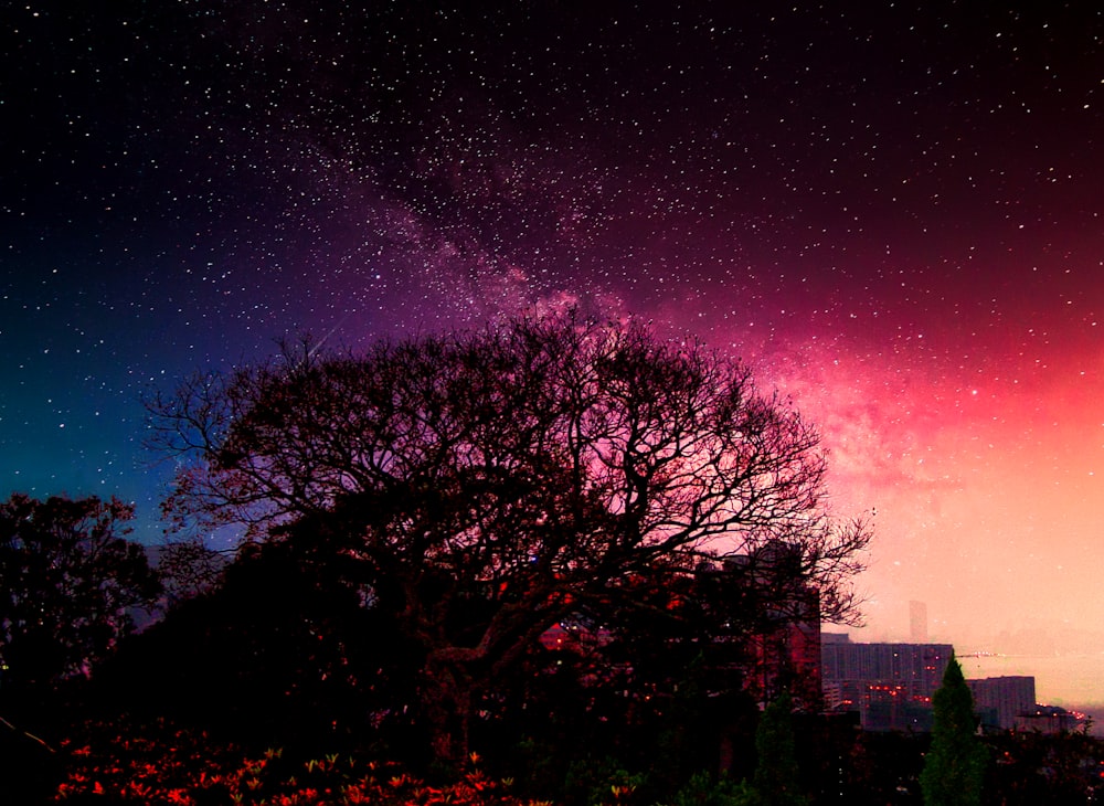 bare trees under starry night